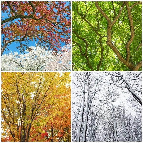 Seasons